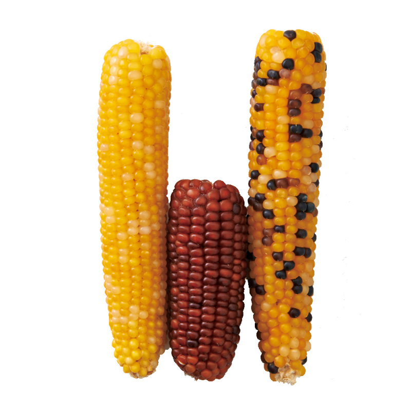 Marukan 小玉米 粟米 - 2pcs