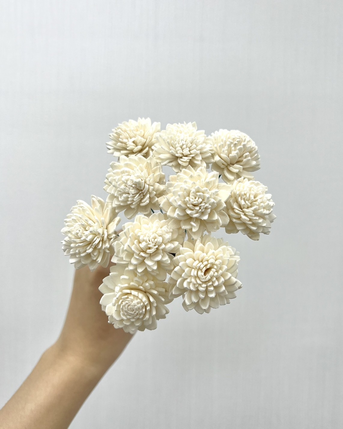 越南索拉花 大理菊 3CM<十支一把>