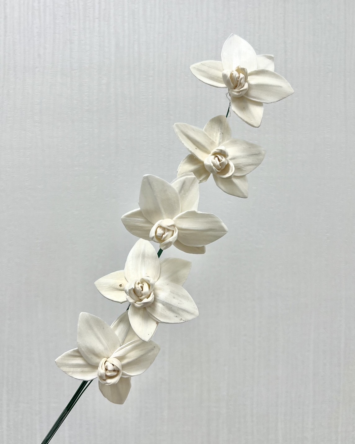 越南索拉花 蝴蝶蘭 6CM<十支一把>