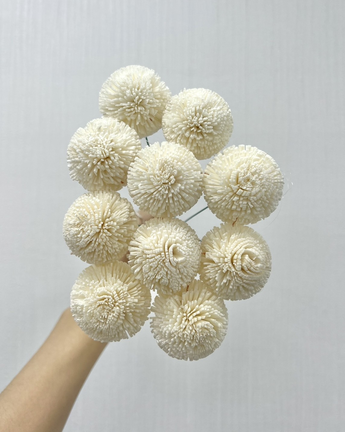越南索拉花 乒乓菊 5CM<十支一把>