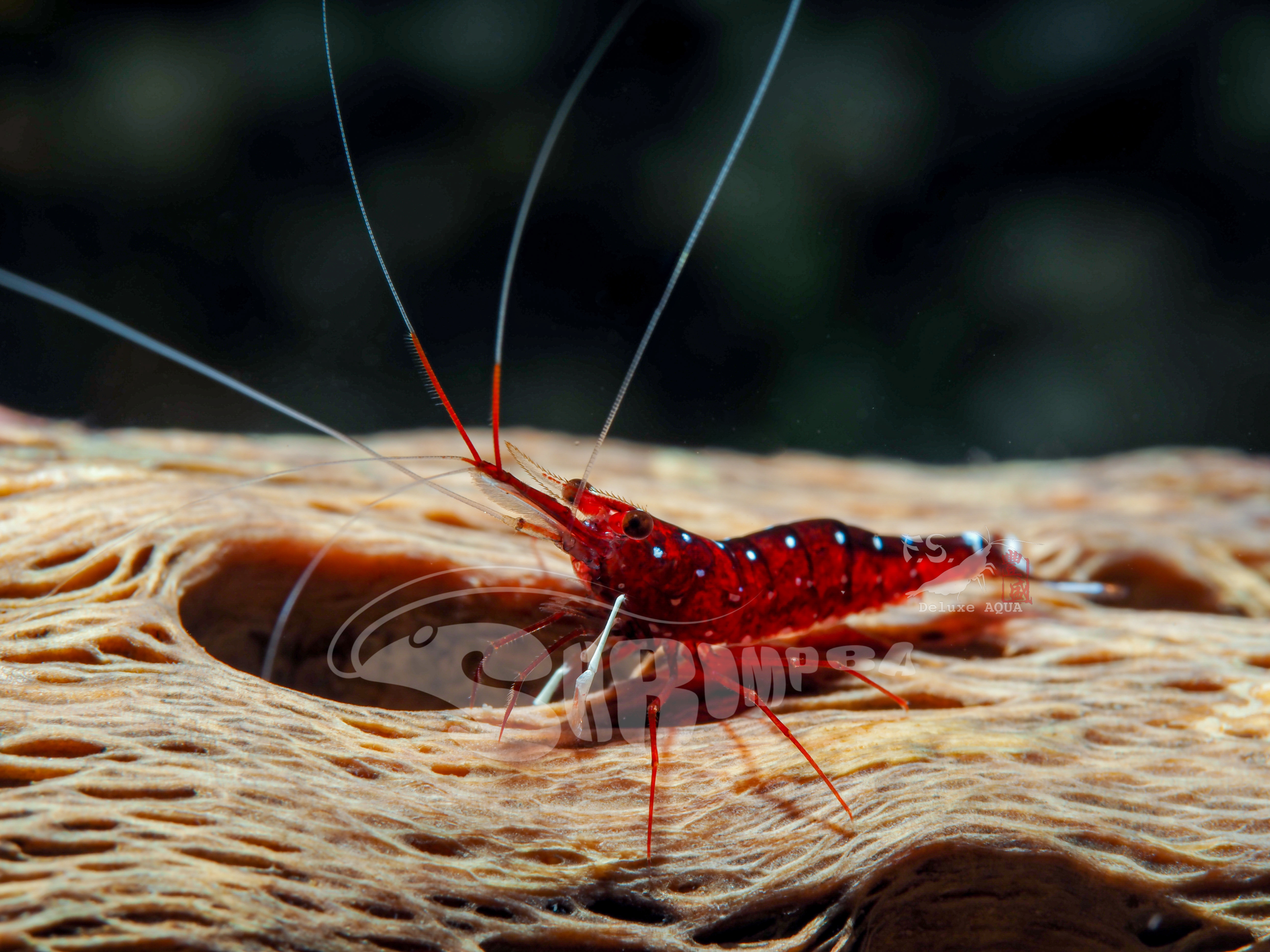 蘇蝦 白襪蝦 5隻