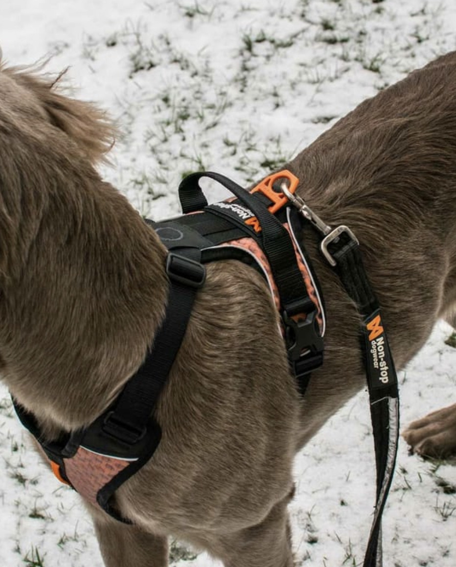 【Non-stop dogwear】STRONG 牽繩