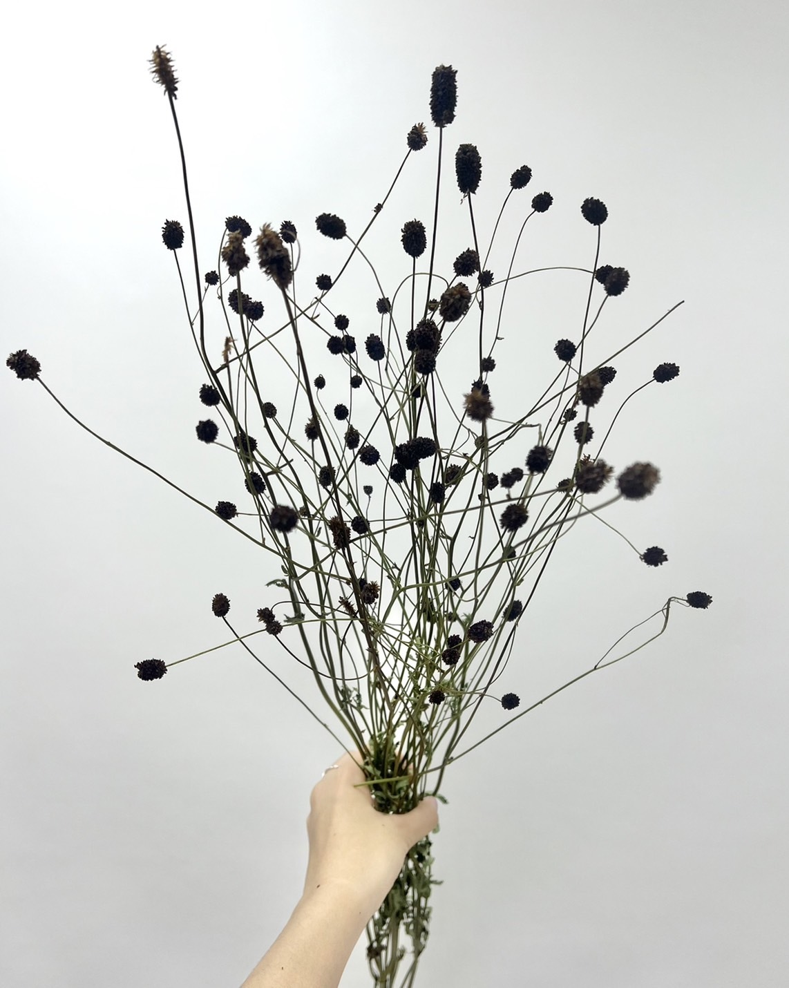 乾燥地愉 (迷你/長花)