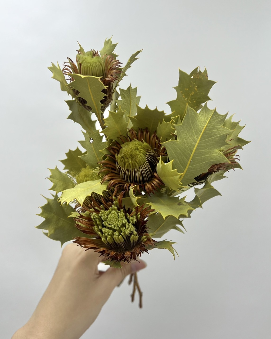 乾燥橡膠果(5顆)