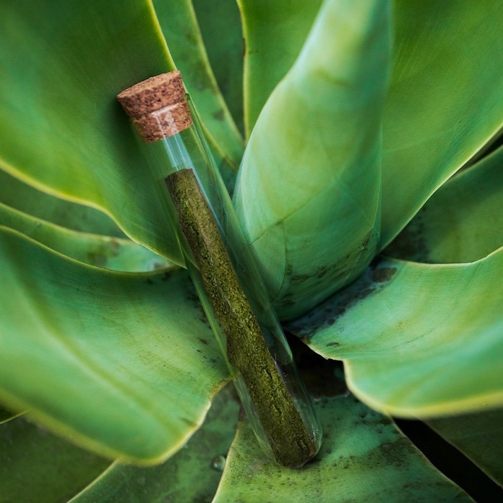 木天蓼X貓薄荷（雪茄型） *貓貓最愛