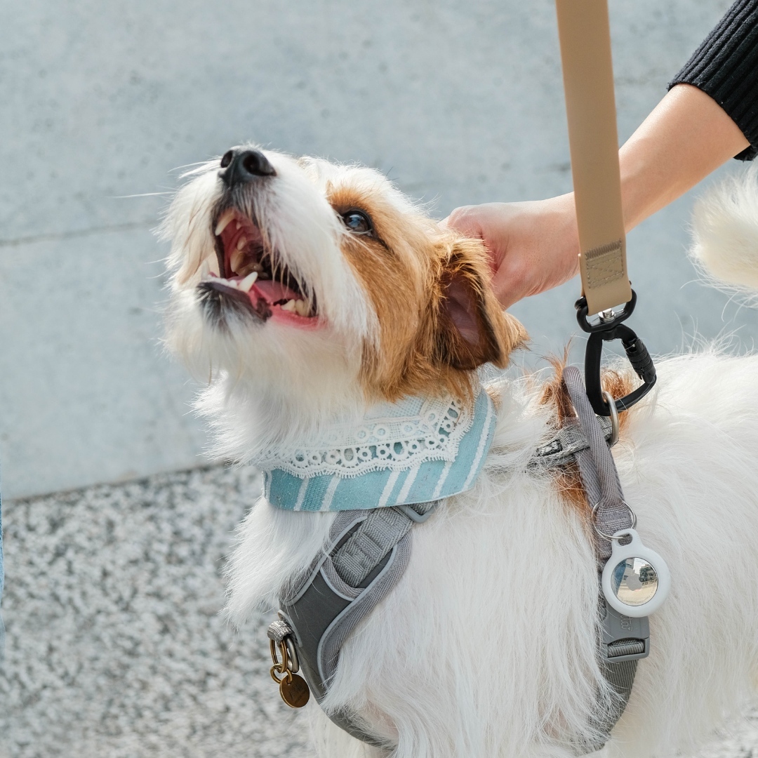 PuriPuri® 寵物領巾 - 薄荷奶油花