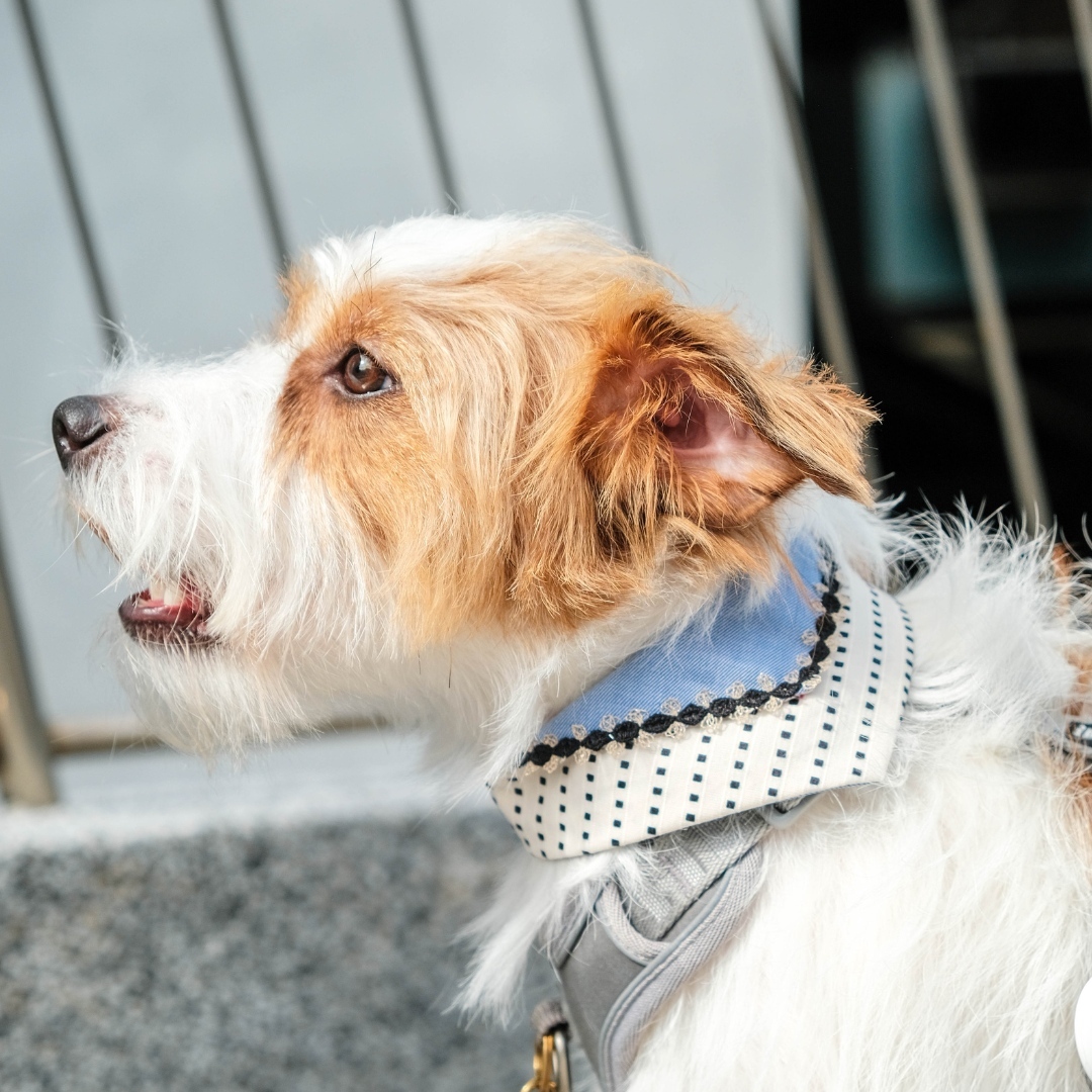 PuriPuri® 寵物領巾 - 香草藍莓塔