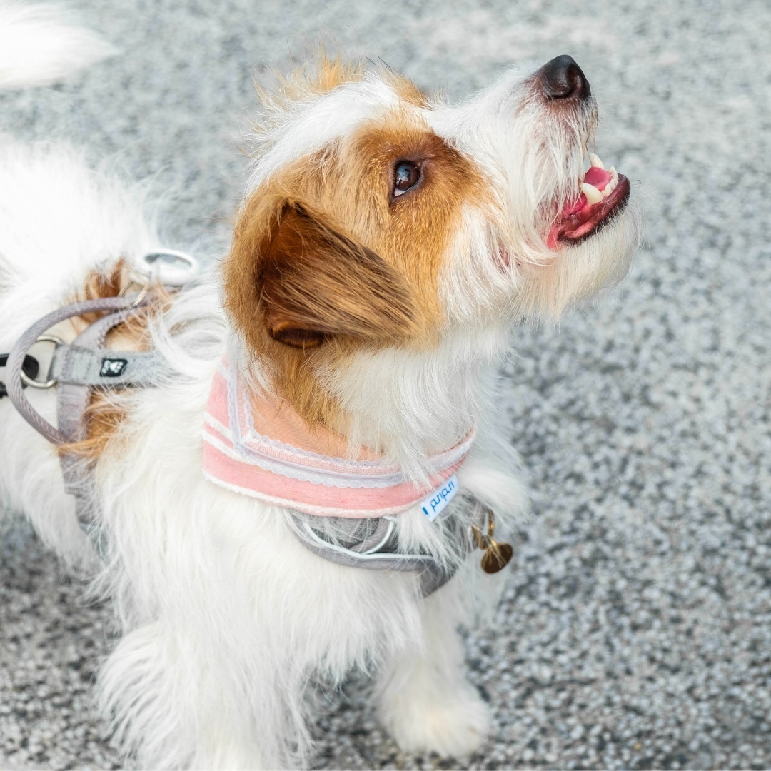 PuriPuri® 寵物領巾 - 草莓馬卡龍