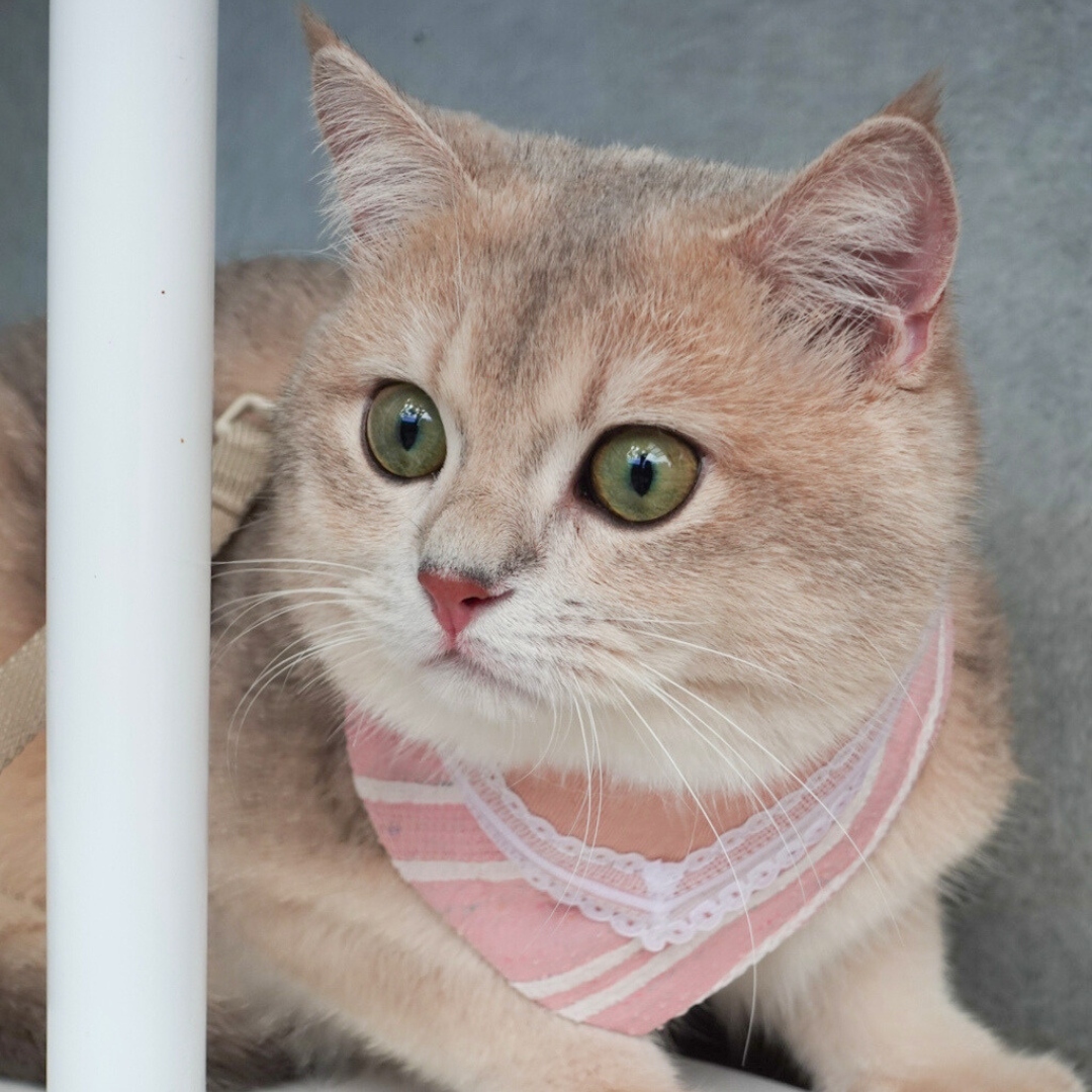 寵物領巾, 狗狗領巾, 狗領巾, 貓領巾, 貓咪領巾