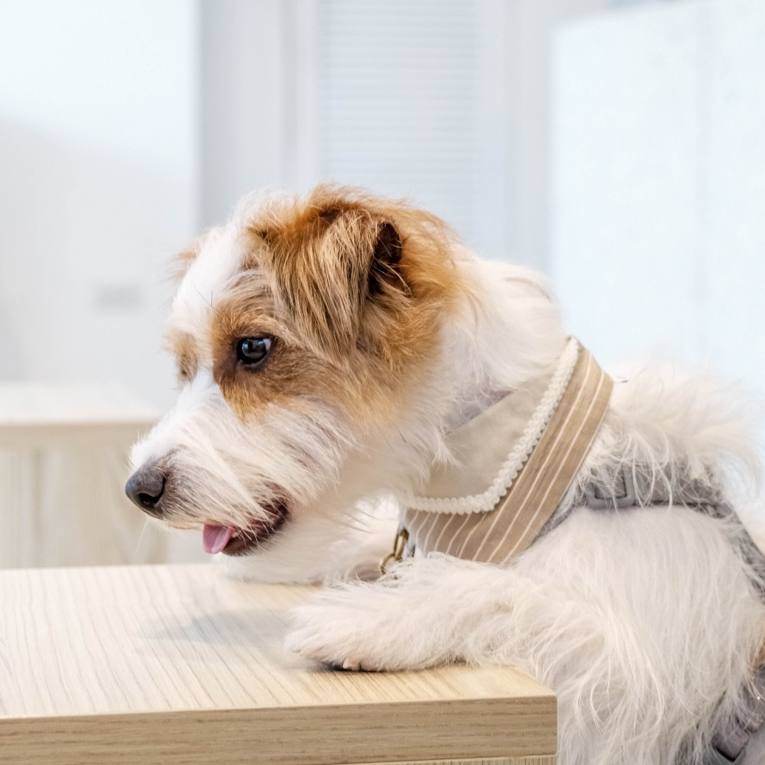 PuriPuri® 寵物領巾 - 焦糖卡布奇諾