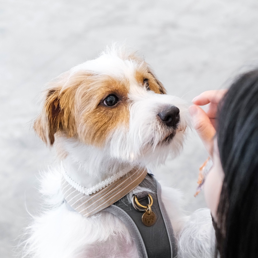 寵物領巾, 狗狗領巾, 狗領巾, 貓領巾, 貓咪領巾