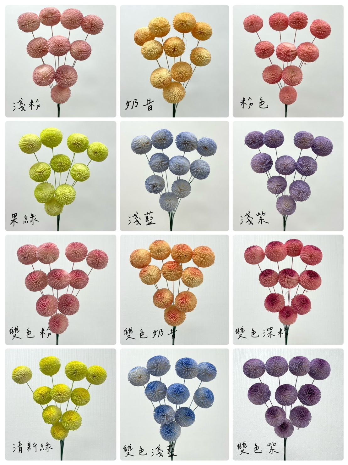 越南索拉花 乒乓菊 4CM<十支一把>