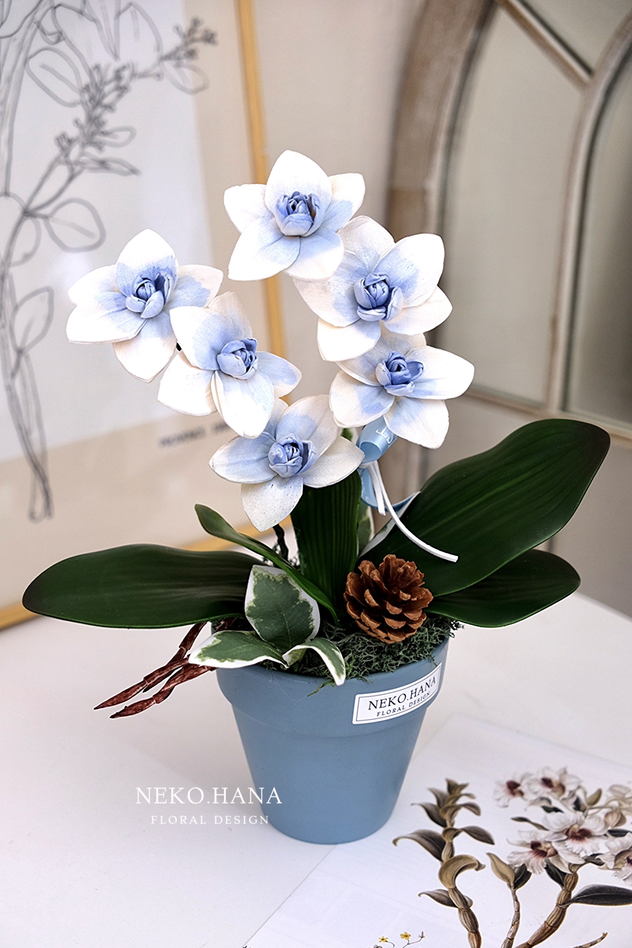 雙株蝴蝶蘭盆栽