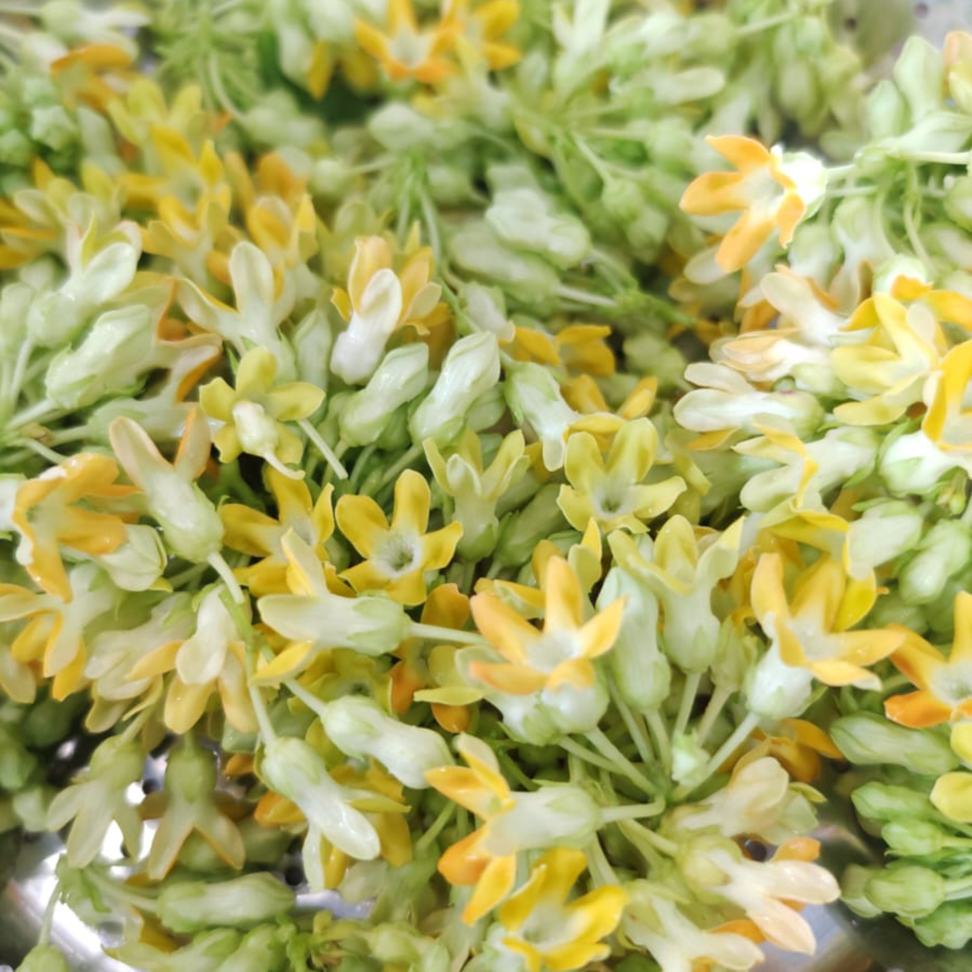 有機夜香花（65g/盒）