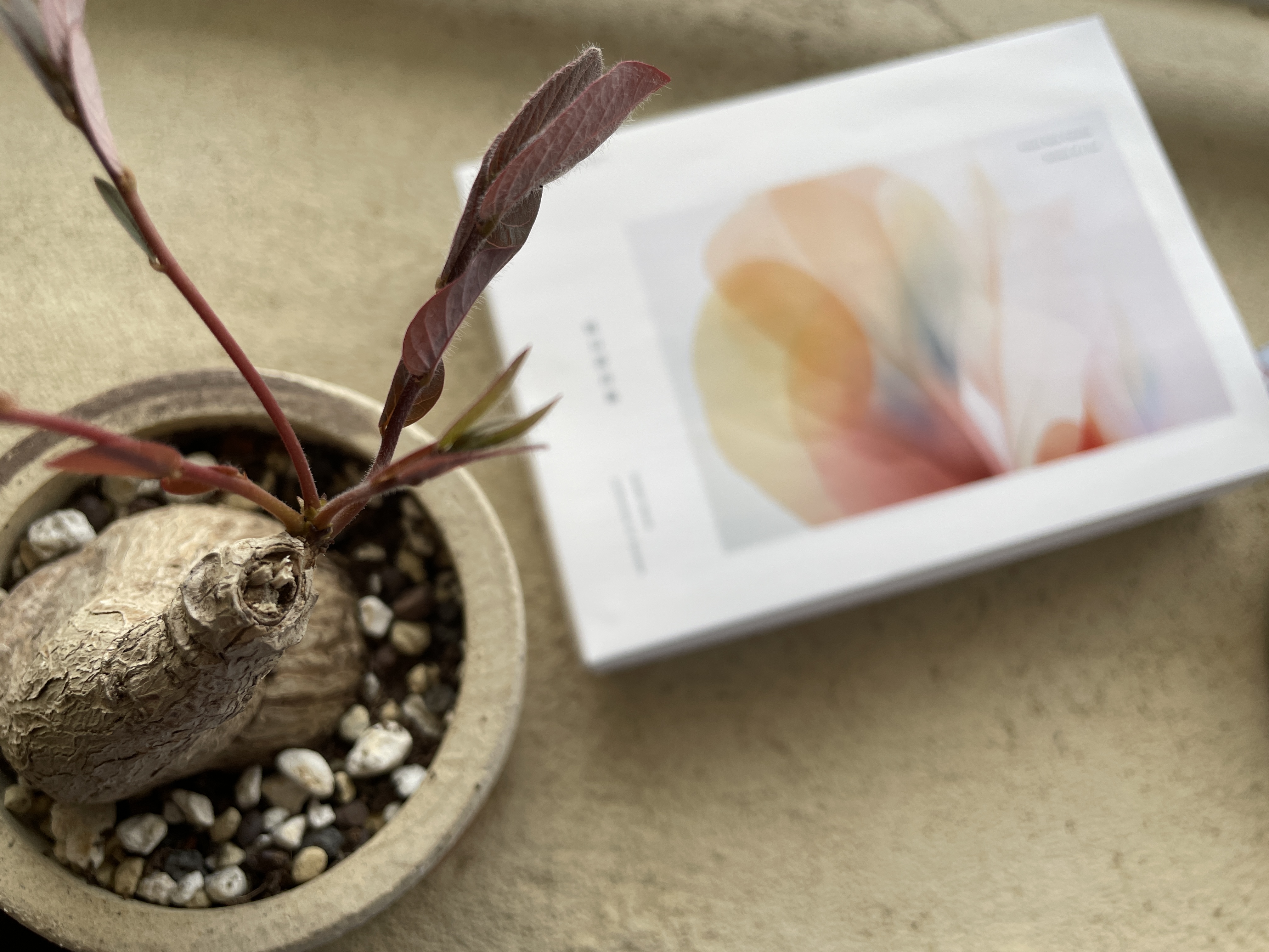 秋日生活小講〉芳香一葉盒 :: 秋日若月集 :: 導讀講座