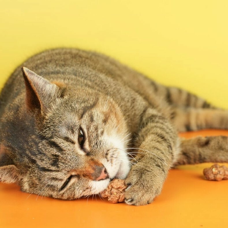 怪獸部落｜Chill 快樂凍乾蟲癭果 18G