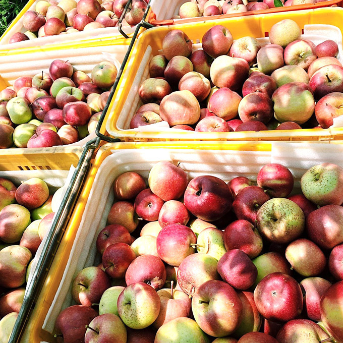 紅綠相間的秋香蘋果