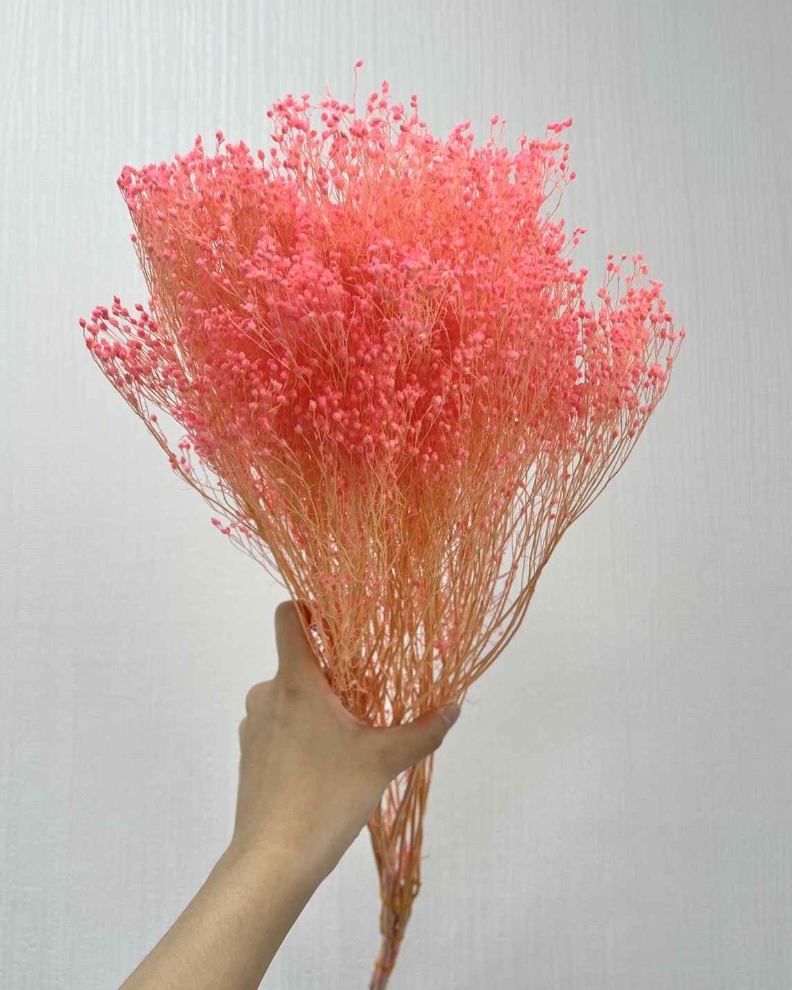 乾燥木滿天星(原裝把)