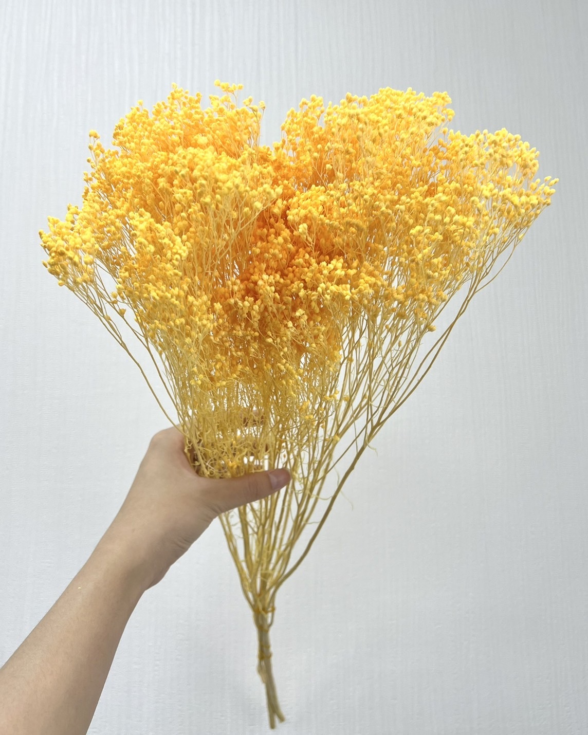 乾燥木滿天星(原裝把)