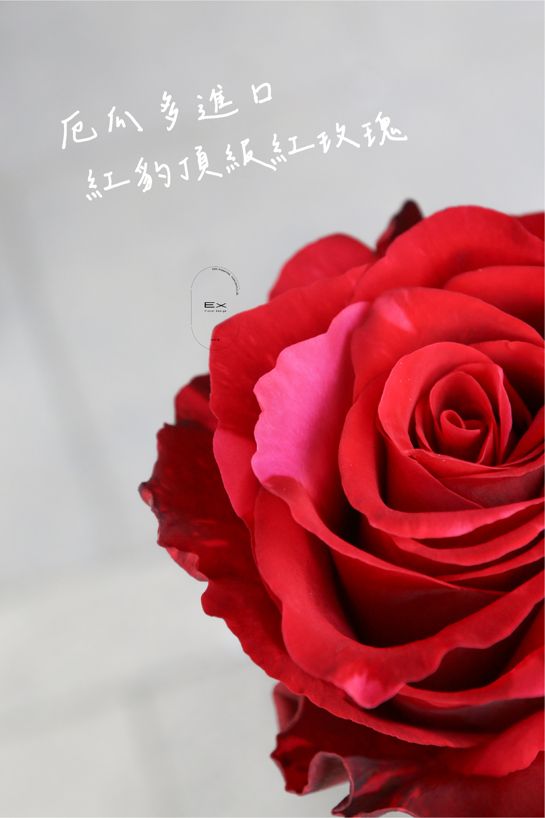 厄瓜多頂級紅玫 鮮花束 Red rose bouquet