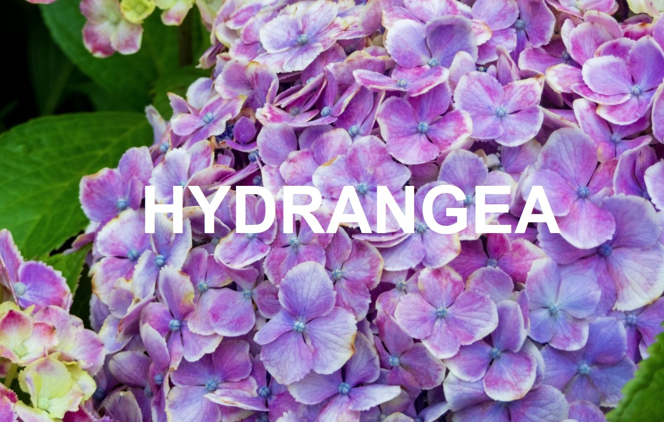 Hydrangea. Amuse Fleur Seasonal Finest Fresh Cut Flowers from Netherland delivery to your door