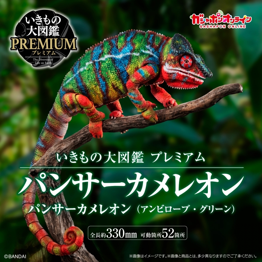 豹變色龍 (安比盧貝綠) [GOL]Premium Panther chameleon (Ambilobe Green)