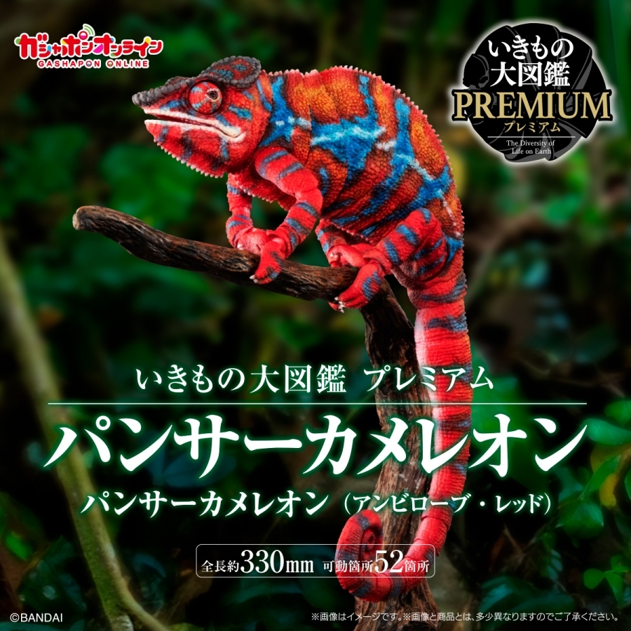 豹變色龍 (安比盧貝紅) [GOL]Premium Panther chameleon (Ambilobe Red)