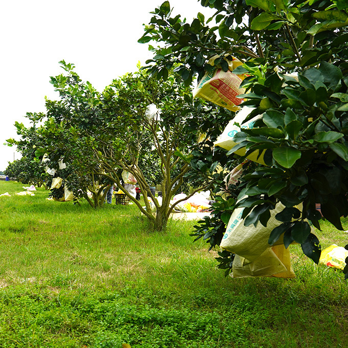 草生栽培的紅柚
