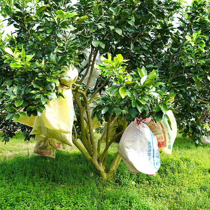 草生栽培的紅柚