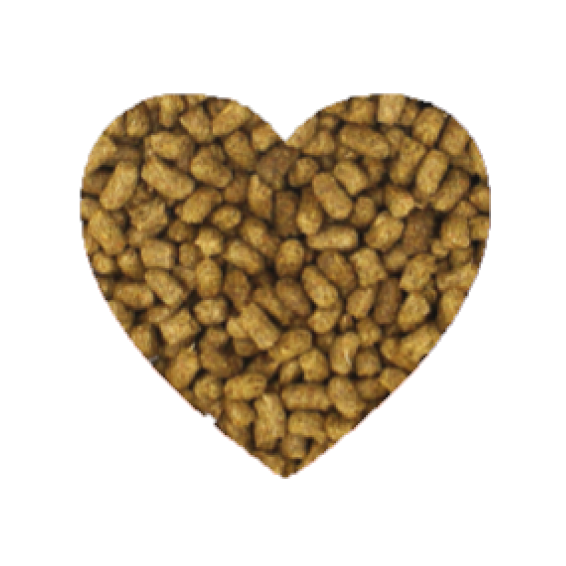 Burgess Excel 黑加倫子牛至 天竺鼠糧 - 1.5kg