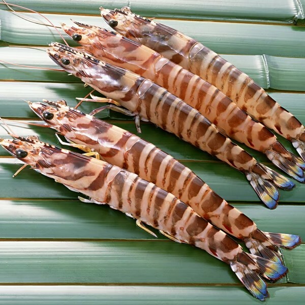 澎湖海大蝦(大明蝦、斑節蝦) 450g / 6尾裝 (包冰率15%)