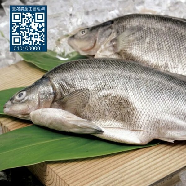 生產追溯 貴妃魚 ( 銀鱸 ) 500g 立川漁場