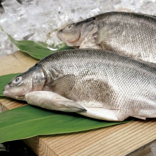 生產追溯 貴妃魚 ( 銀鱸 ) 500g 立川漁場