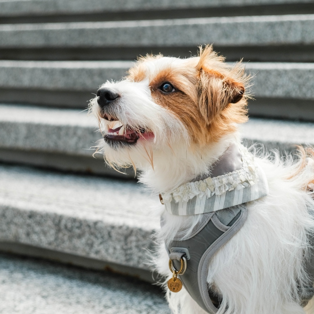 PuriPuri® 寵物領巾 - 灰常可愛