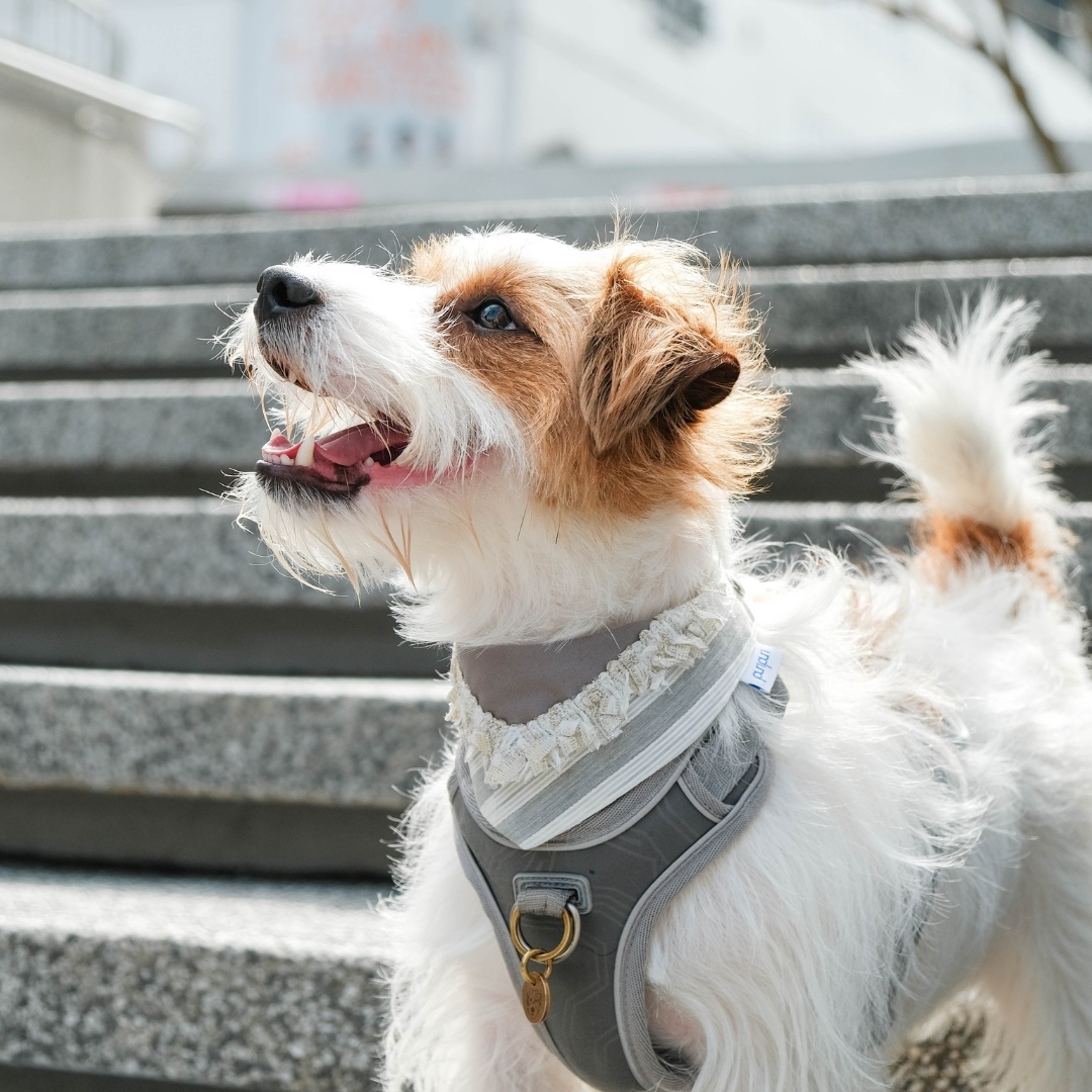 寵物領巾, 狗狗領巾, 狗領巾, 貓領巾, 貓咪領巾