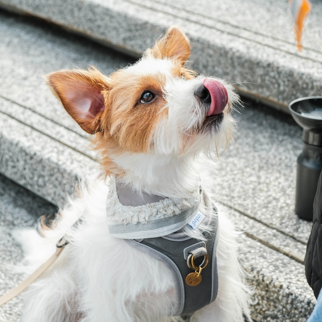 寵物領巾, 狗狗領巾, 狗領巾, 貓領巾, 貓咪領巾