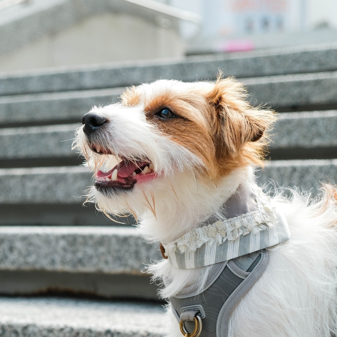 寵物領巾, 狗狗領巾, 狗領巾, 貓領巾, 貓咪領巾