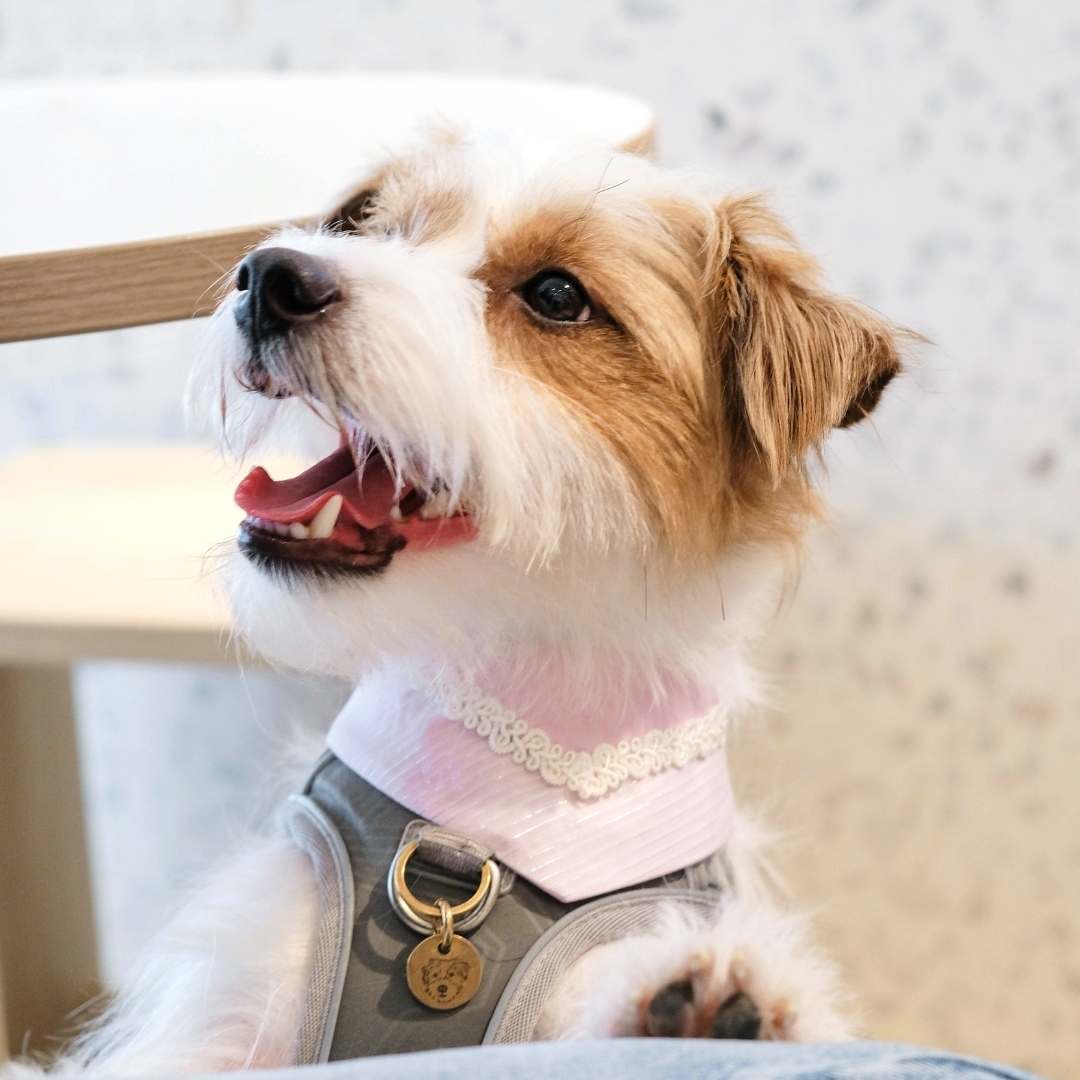 PuriPuri® 寵物領巾 - 粉喜歡你