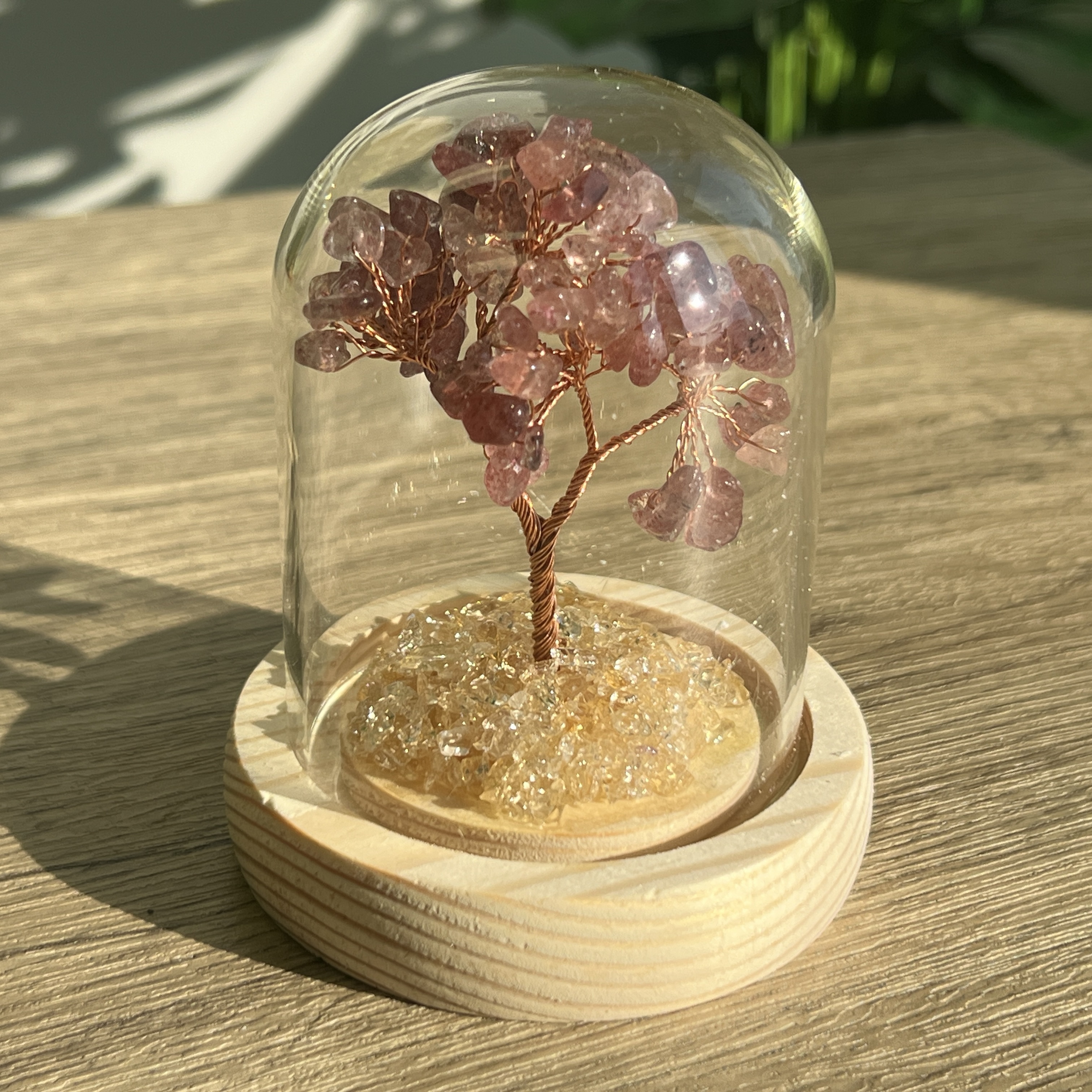 草莓晶招財樹連瓶