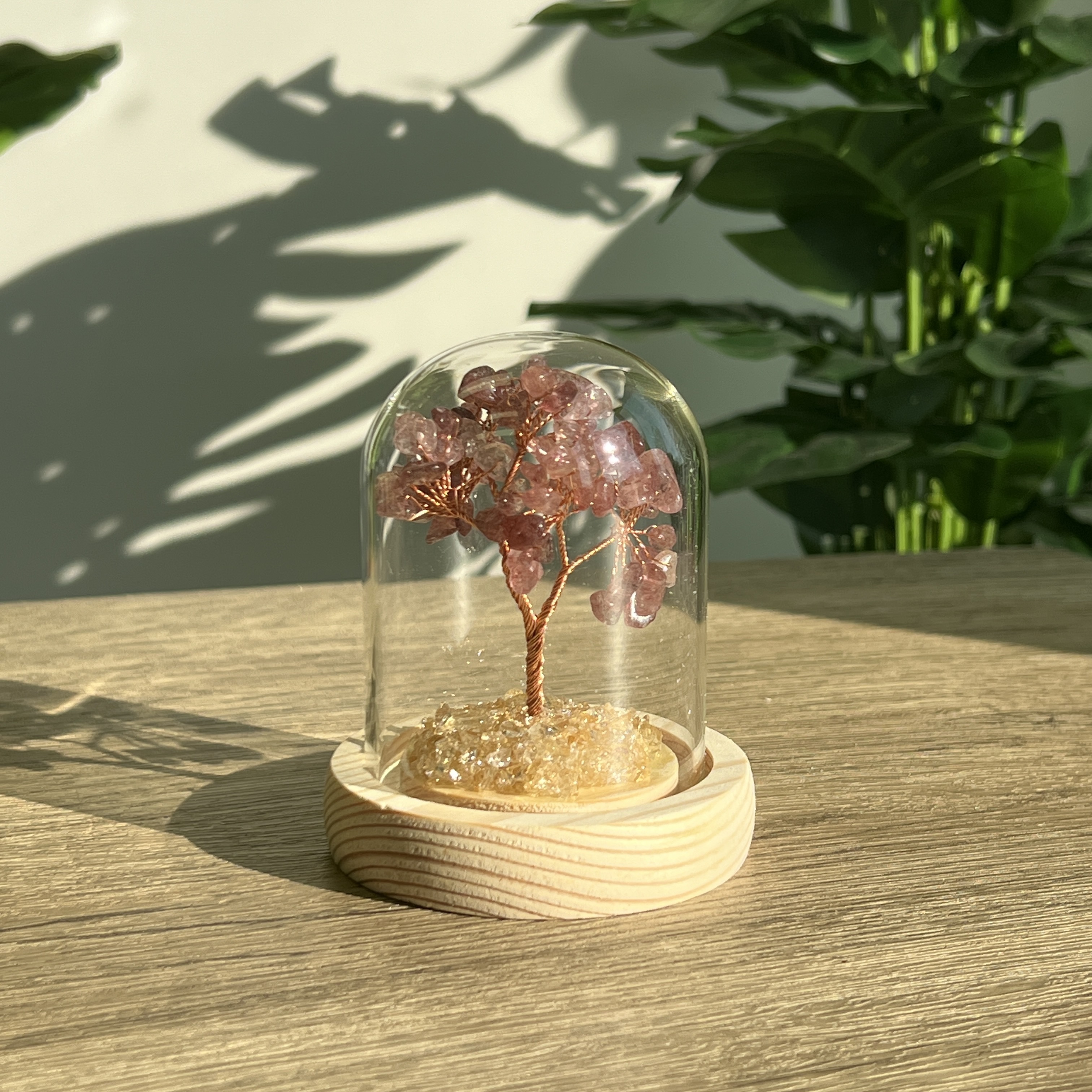 草莓晶招財樹連瓶