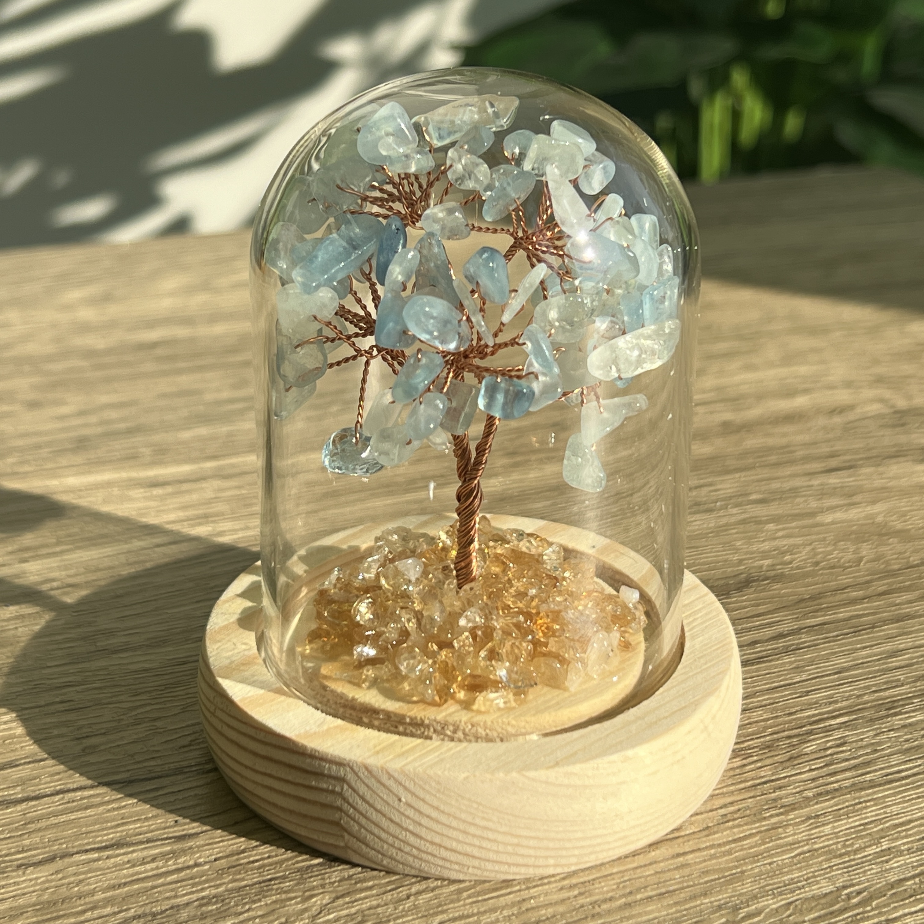 海藍寶招財樹連瓶