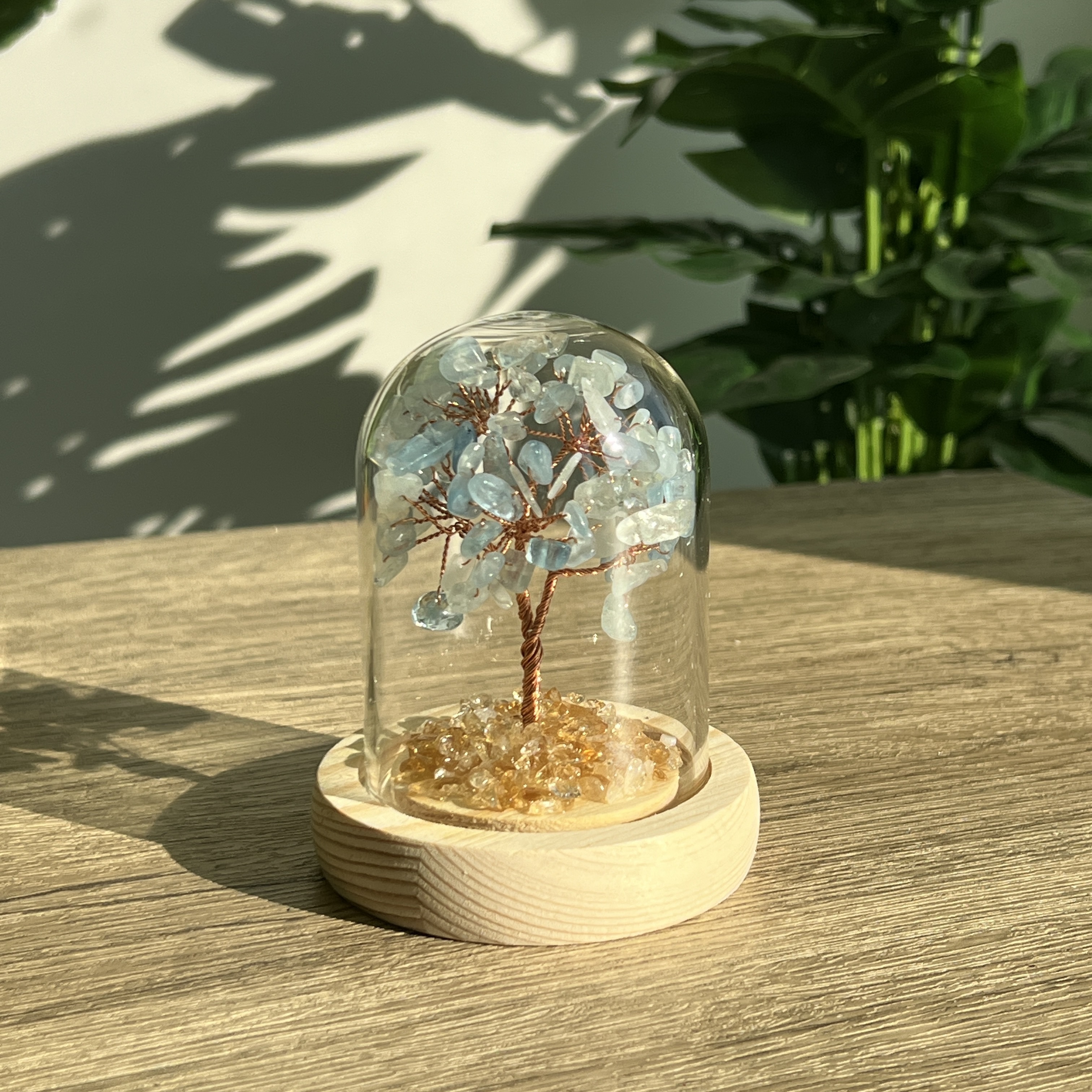 海藍寶招財樹連瓶