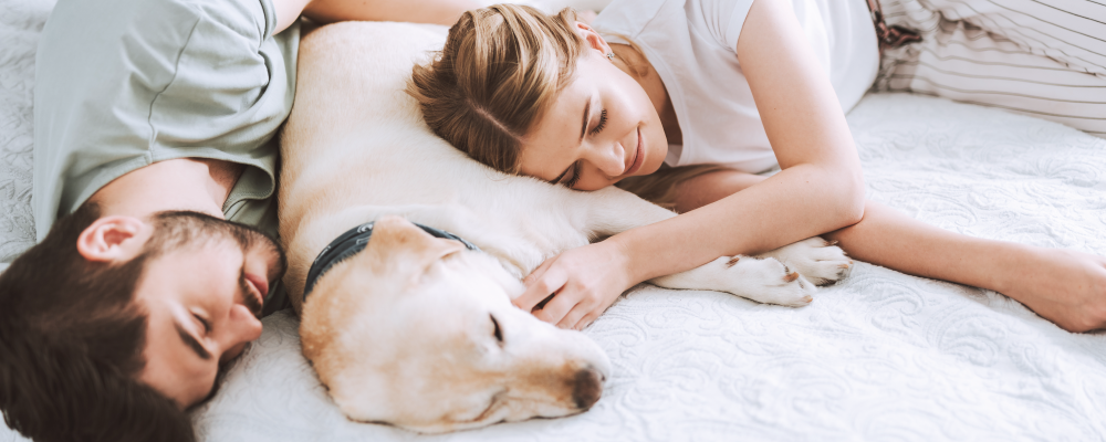 抗菌防蟎防水保潔墊適合貓狗小孩家庭族群使用