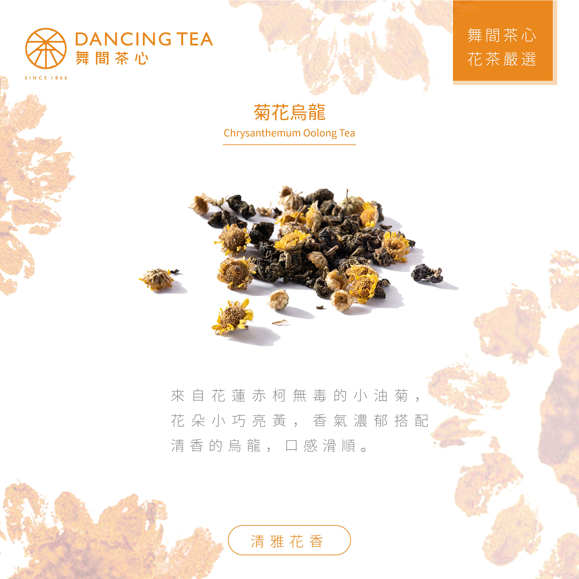 舞間茶心菊花烏龍茶包50入