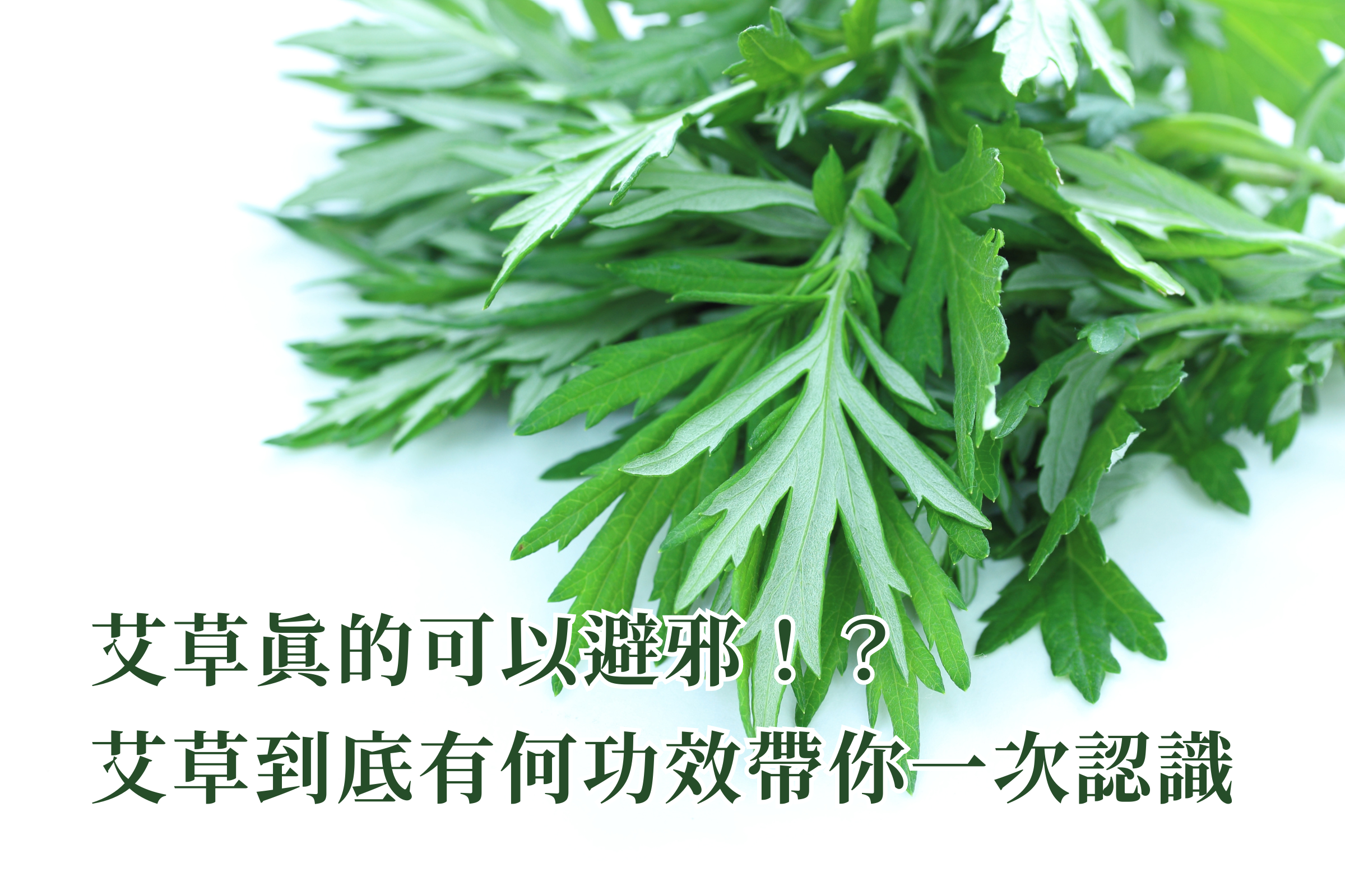 艾草真的可以避邪！？艾草到底有何功效帶你一次認識