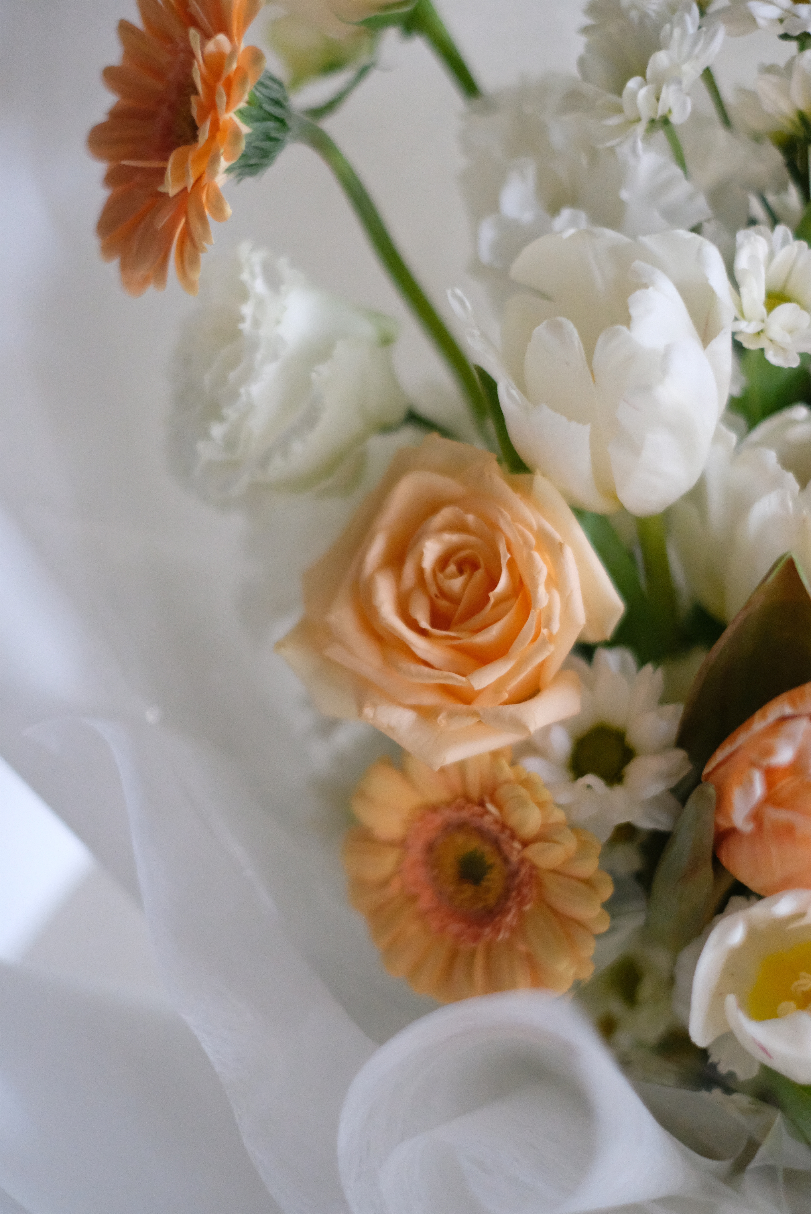 澎湃鬱金香|仙女款|