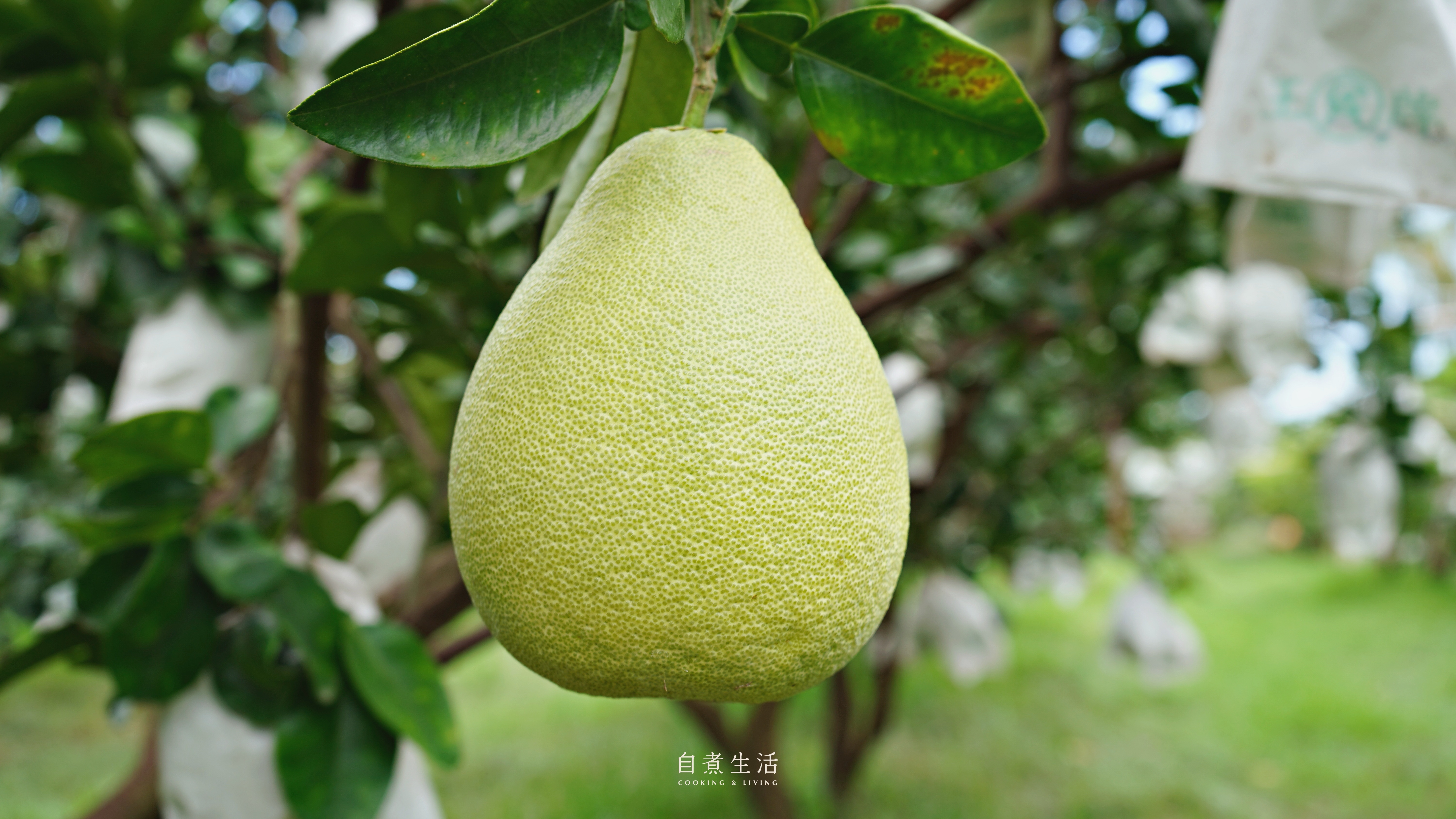 中秋文旦預購｜台南麻豆太子農場 - 慈心有機驗證文旦