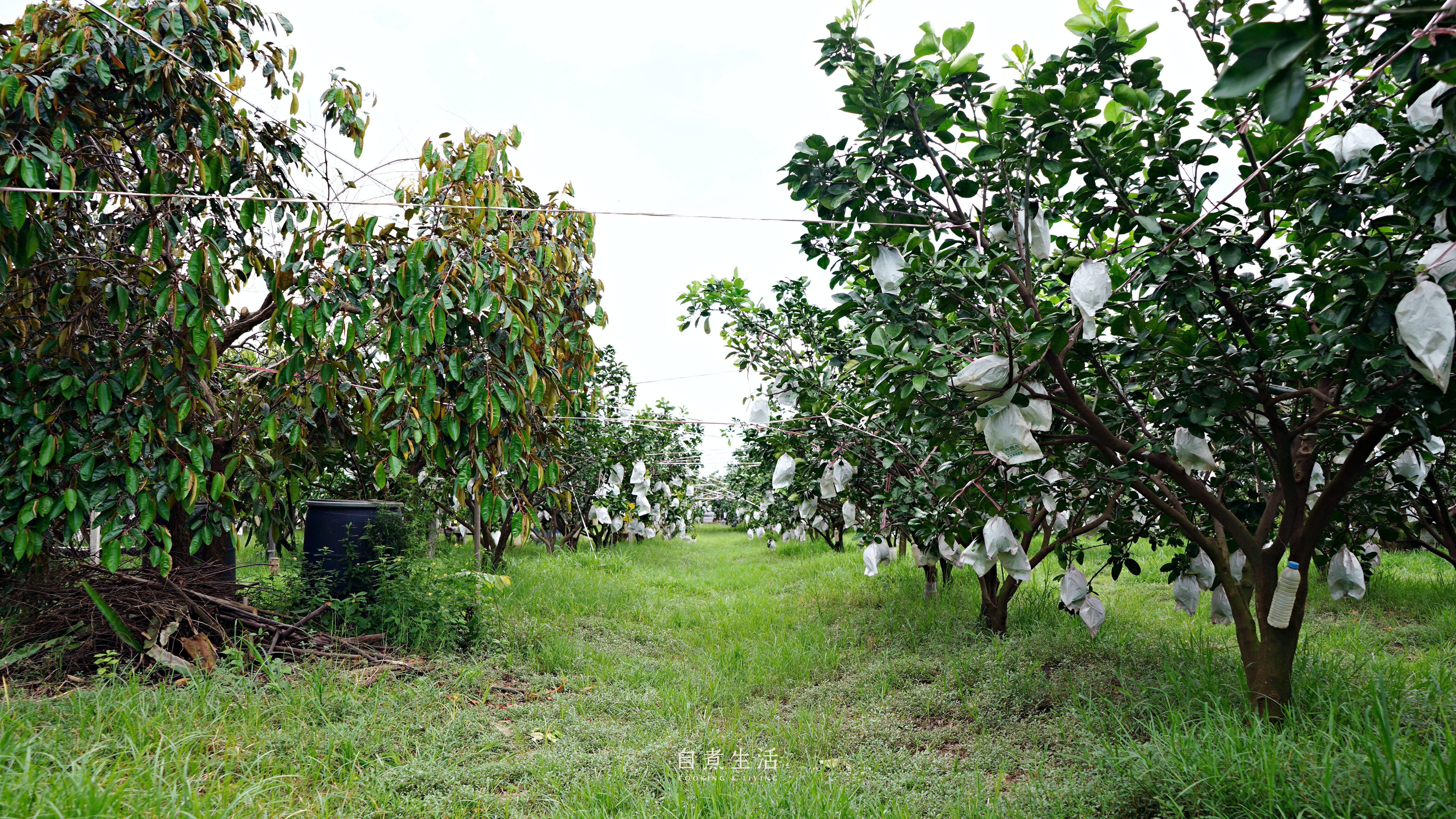 中秋文旦預購｜台南麻豆太子農場 - 慈心有機驗證文旦