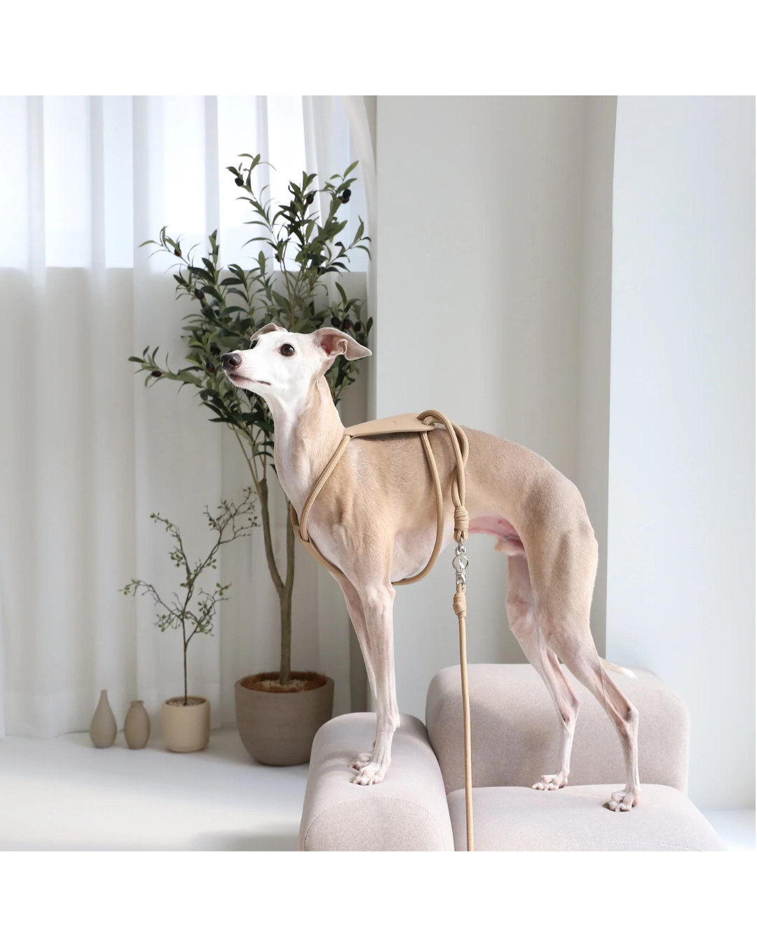 Hands Free Leash 3合1寵物牽繩