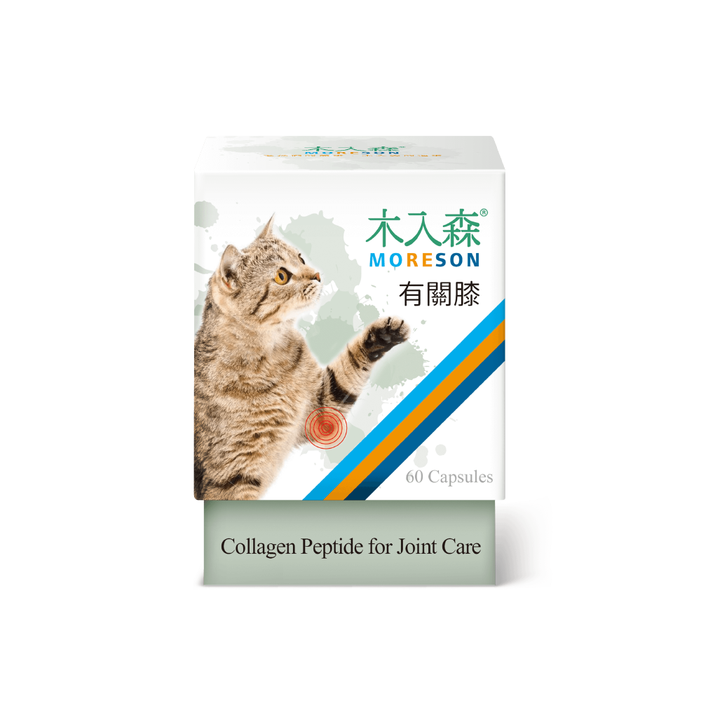 木入森 貓咪有關膝